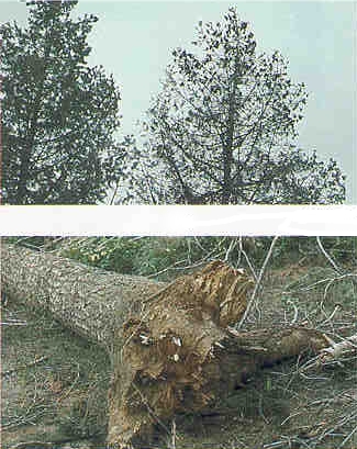 figure 1: crown decline on Douglas-fir in crowns and stem