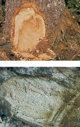 figure 2: brown-stained wood (top_, advanced decay (bottom)