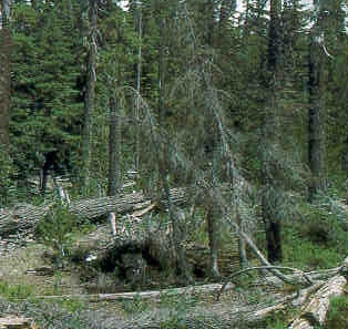 infested areas in a mixed conifer forest