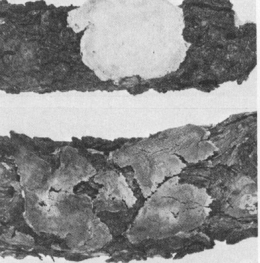 figure 2: fruiting bodies on dead branches