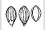 View a larger version of this image and Profile page for Dichanthelium dichotomum (L.) Gould var. dichotomum