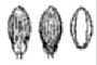 View a larger version of this image and Profile page for Dichanthelium dichotomum (L.) Gould var. dichotomum
