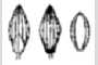 View a larger version of this image and Profile page for Dichanthelium dichotomum (L.) Gould var. dichotomum