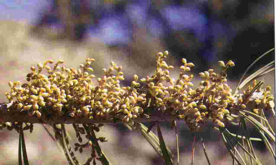 image of female mistletoe shoots