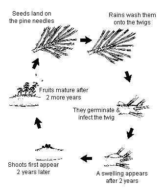 diagram of dwarf mistletoe life cycle