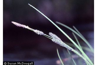 Photo of Carex aquatilis Wahlenb. var. aquatilis