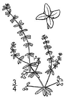 Line Drawing of Galium labradoricum (Wiegand) Wiegand