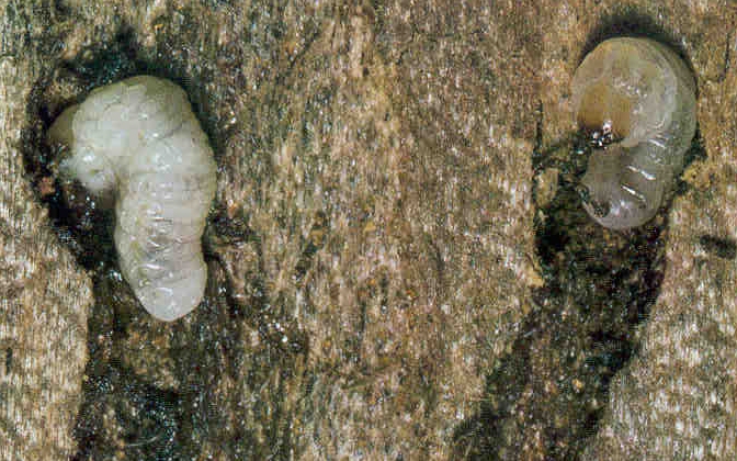 figure 6: larvae at end of larval galleries