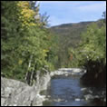 Fall colors hotline, a nice fall picture of trees starting to turn from green to yellow and of a small creek.