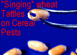 Picture of wheat grains with the text: 'Singing Wheat Tattles on Cereal Pests' Link to story.