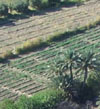 Iraqi crops benefit from USDA irrigation assistance.