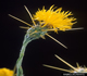 Yellow star thistle, an invasive plant species