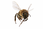 USDA Awards $4.1 Million to Study Colony Collapse Disorder