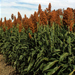 Sorghum in a field