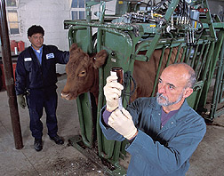 Animal scientist prepares an injection of vitamin E: Click here for full photo caption.