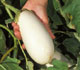 White eggplant