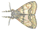 adult male Douglas-fir tussock moth