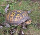 A box turtle in the grass