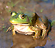 Bullfrog sitting next to a puddle of water