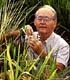 Plant Breeder in Field