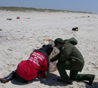 Riverhead Foundation and National Park Service staff examine dead turtle on beach.