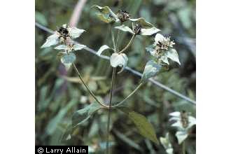 Photo of Pycnanthemum muticum (Michx.) Pers.