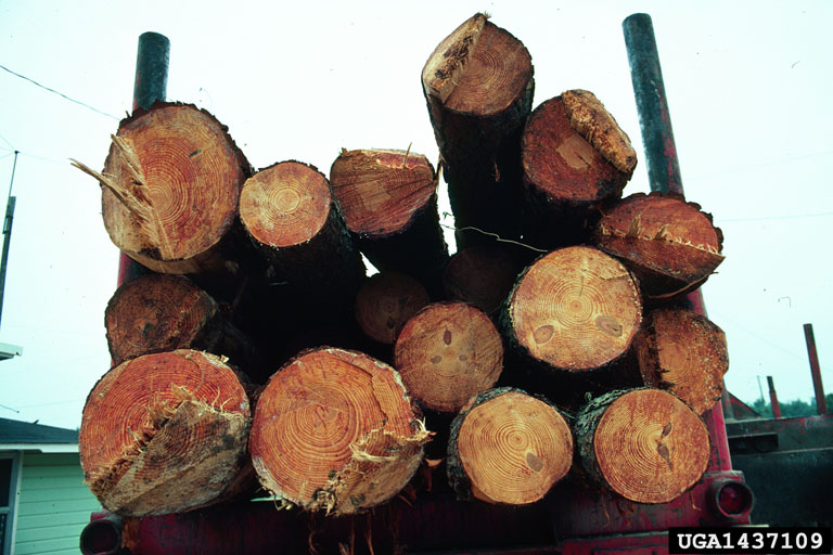 image of logs