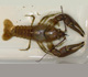 Rusty crayfish - USGS, FISC