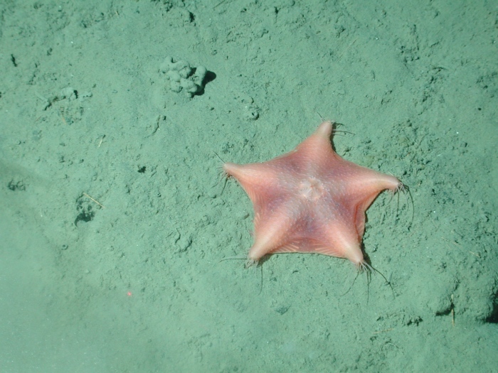 NOAA Photo Library Image - expl0868