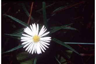 Photo of Symphyotrichum boreale (Torr. & A. Gray) A. Löve & D. Löve