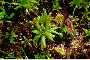 View a larger version of this image and Profile page for Drosera brevifolia Pursh