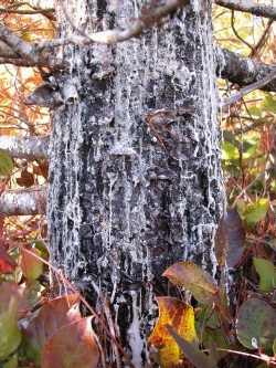 tree affected by WPBR