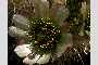 View a larger version of this image and Profile page for Cylindropuntia bigelovii (Engelm.) F.M. Knuth