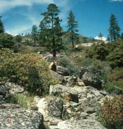 Foothill Woodland Zone Vegetation