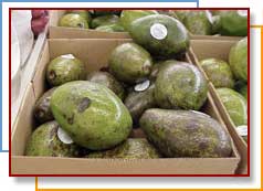 Photo of boxed avocados