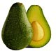Photo of Zutano avocado