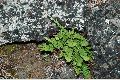 View a larger version of this image and Profile page for Woodsia scopulina D.C. Eaton