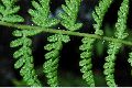 View a larger version of this image and Profile page for Woodsia scopulina D.C. Eaton