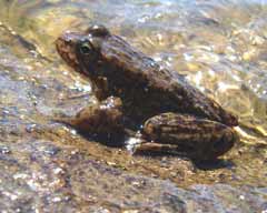Mountain Yellow-Legged Frog in Stream