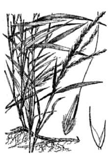 Line Drawing of Muhlenbergia bushii Pohl