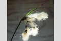 View a larger version of this image and Profile page for Eriophorum viridicarinatum (Engelm.) Fernald