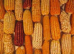 golden yellow ears of corn
