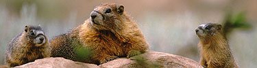 Yellowbelly Marmots, NPS Photo
