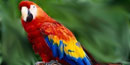 photo of scarlet macaw