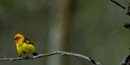 male Western Tanager with red head and yellow body