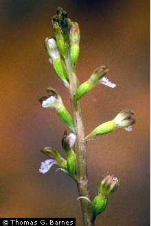 Photo of Corallorhiza odontorhiza (Willd.) Poir.