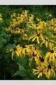 View a larger version of this image and Profile page for Rudbeckia subtomentosa Pursh