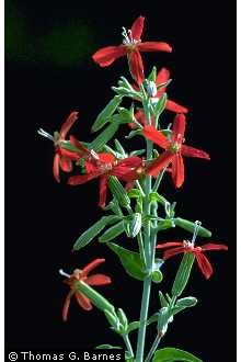 Photo of Silene regia Sims