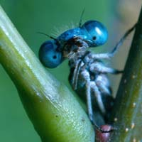 Close up photo of a damsel fly head.