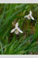 View a larger version of this image and Profile page for Pogonia ophioglossoides (L.) Ker Gawl.